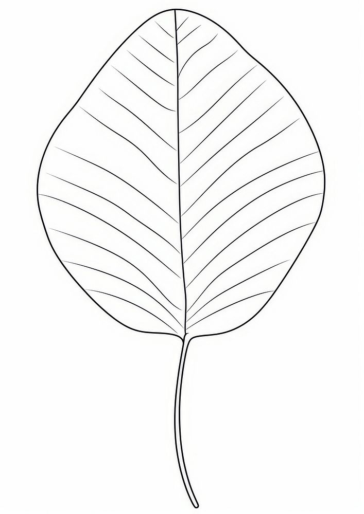 Leaf sketch drawing plant.