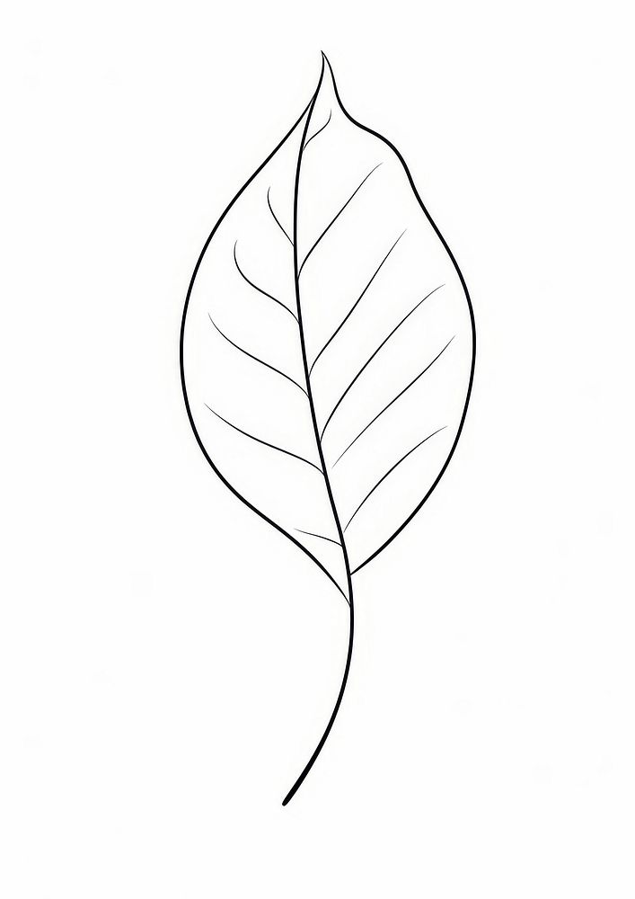 Leaf sketch drawing plant.