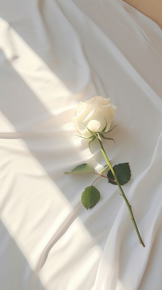  White rose on the white bed flower petal plant. AI generated Image by rawpixel.