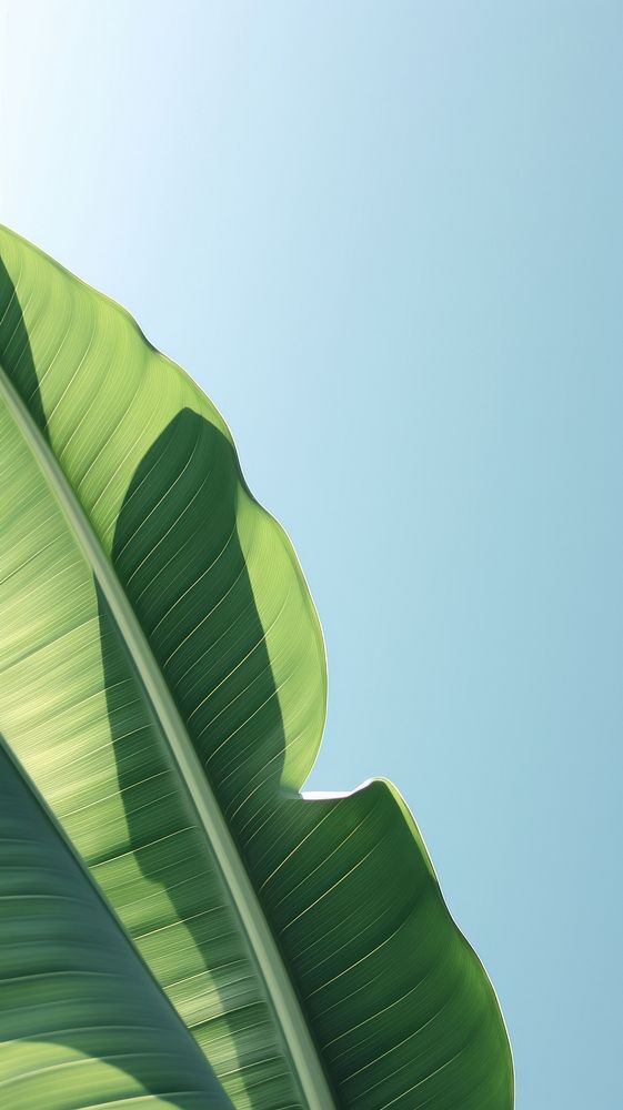  Banana leaf outdoors nature plant. AI generated Image by rawpixel.
