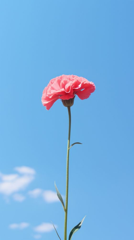  Carnation sky outdoors flower. AI generated Image by rawpixel.