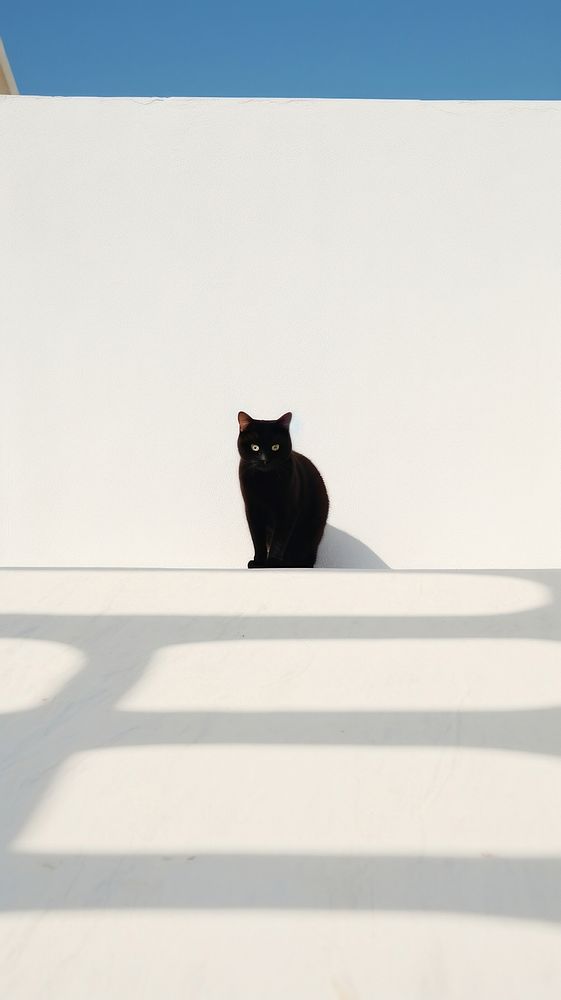  Chubby cat mammal animal shadow. AI generated Image by rawpixel.