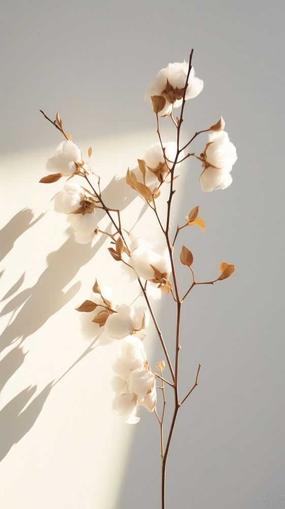  Cotton flower branch blossom plant white. AI generated Image by rawpixel.