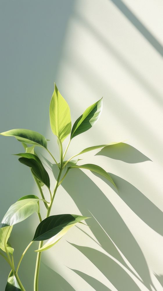  Close up green leaves plant leaf tree. 