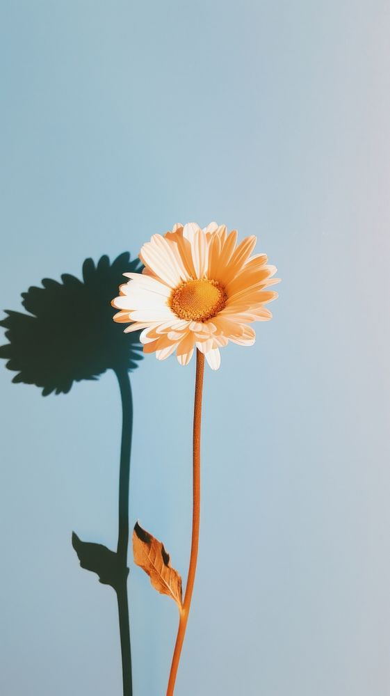  Daisy flower plant petal. AI generated Image by rawpixel.