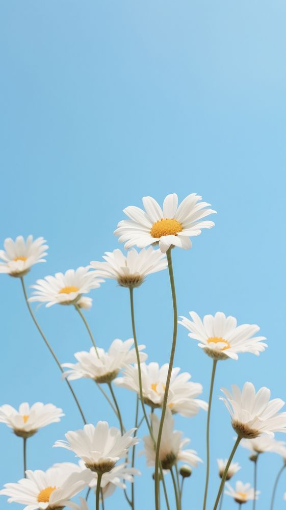  Daisy sky outdoors blossom. AI generated Image by rawpixel.