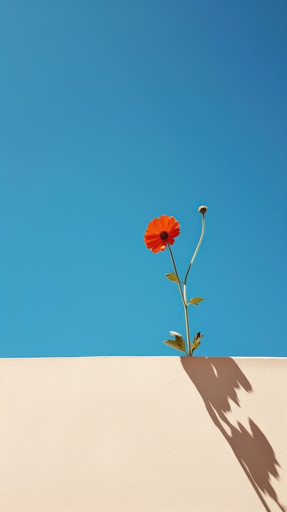  Garden of flower sky outdoors nature. AI generated Image by rawpixel.