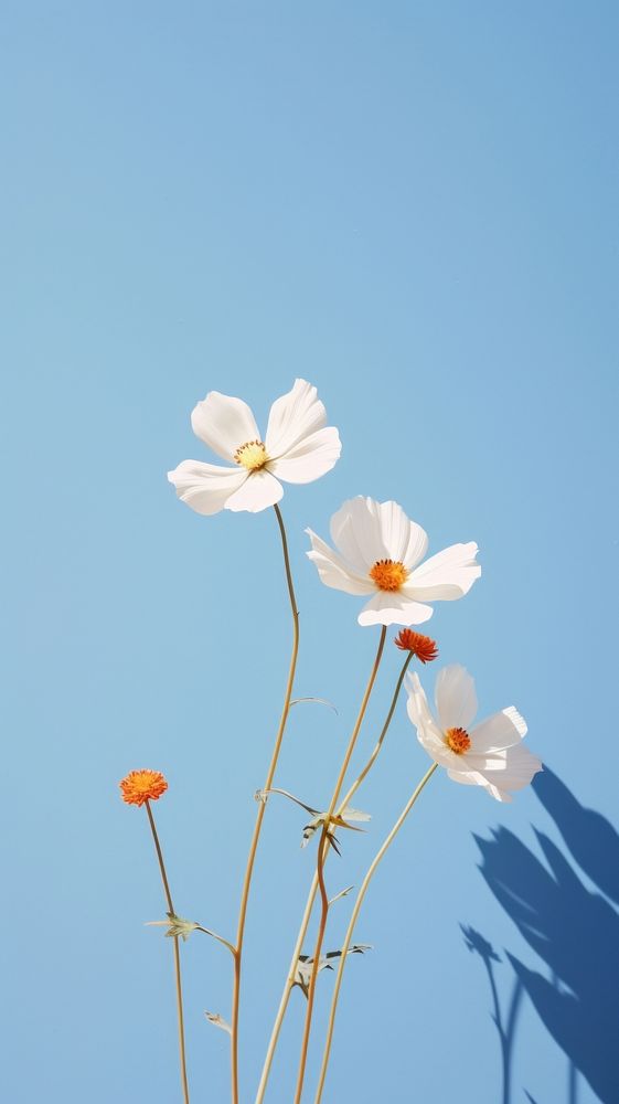  Garden of flower sky outdoors blossom. AI generated Image by rawpixel.