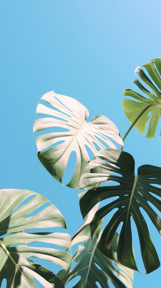 Monstera leaves outdoors nature plant. AI generated Image by rawpixel.