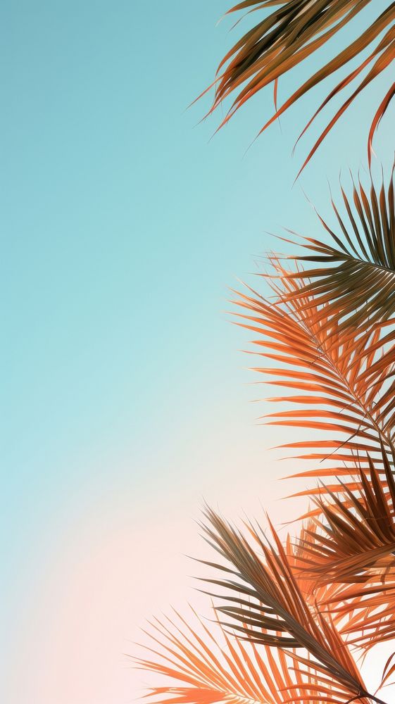  Palm leaves sky sunlight outdoors. AI generated Image by rawpixel.