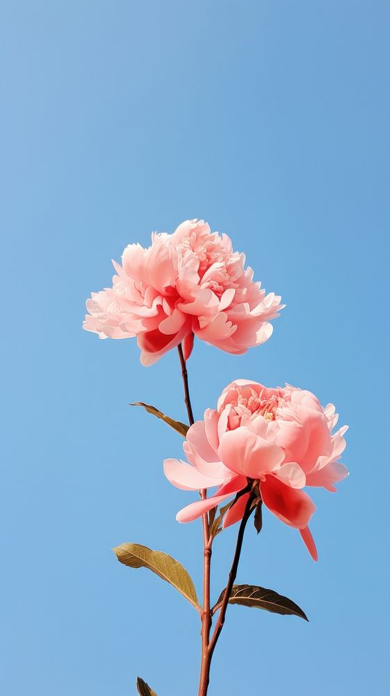  Peony outdoors blossom flower. AI generated Image by rawpixel.