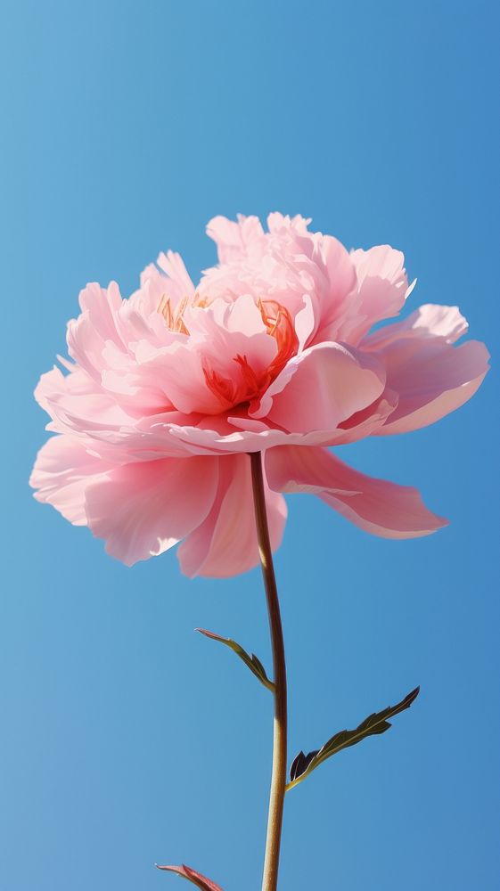  Peony sky outdoors blossom. AI generated Image by rawpixel.