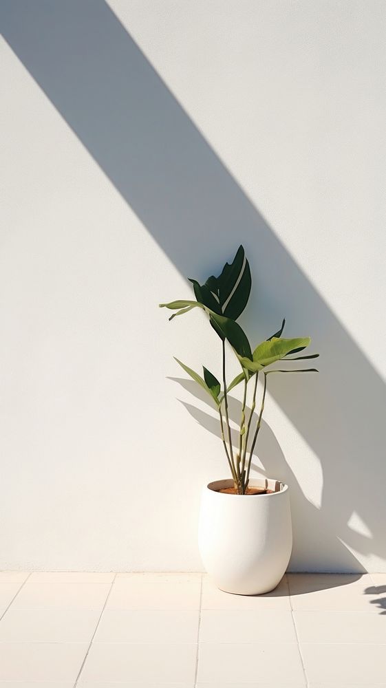  Plants on wall of building shadow white vase. AI generated Image by rawpixel.