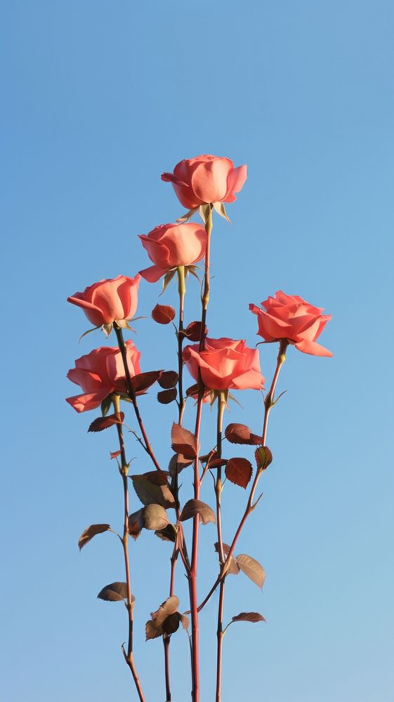  Roses sky outdoors blossom. AI generated Image by rawpixel.