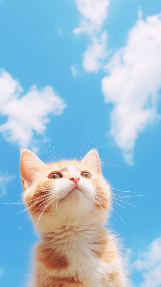  Cute cat and sky outdoors mammal animal. AI generated Image by rawpixel.