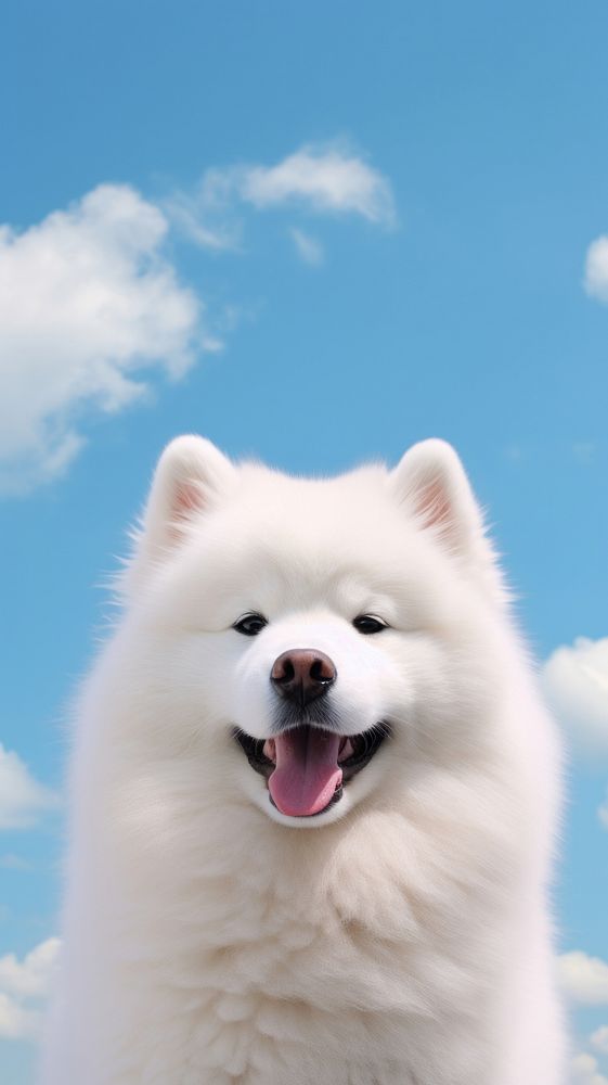  Samoyed dog and sky mammal animal pet. AI generated Image by rawpixel.