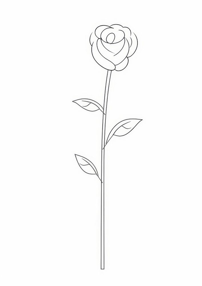 Rose sketch drawing white.