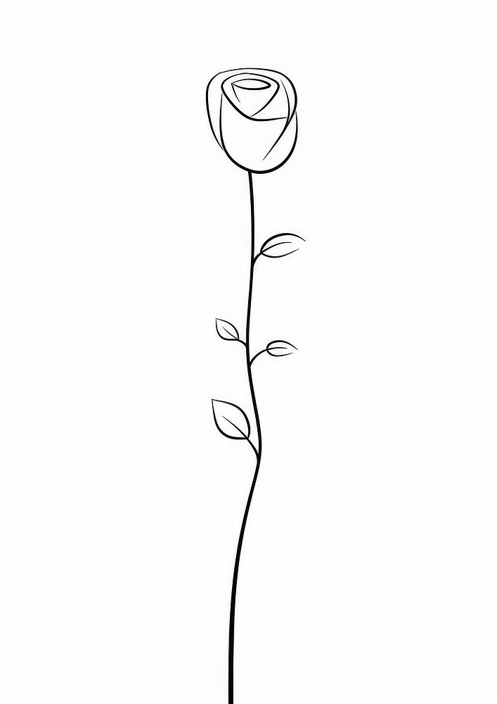 Rose sketch drawing flower.