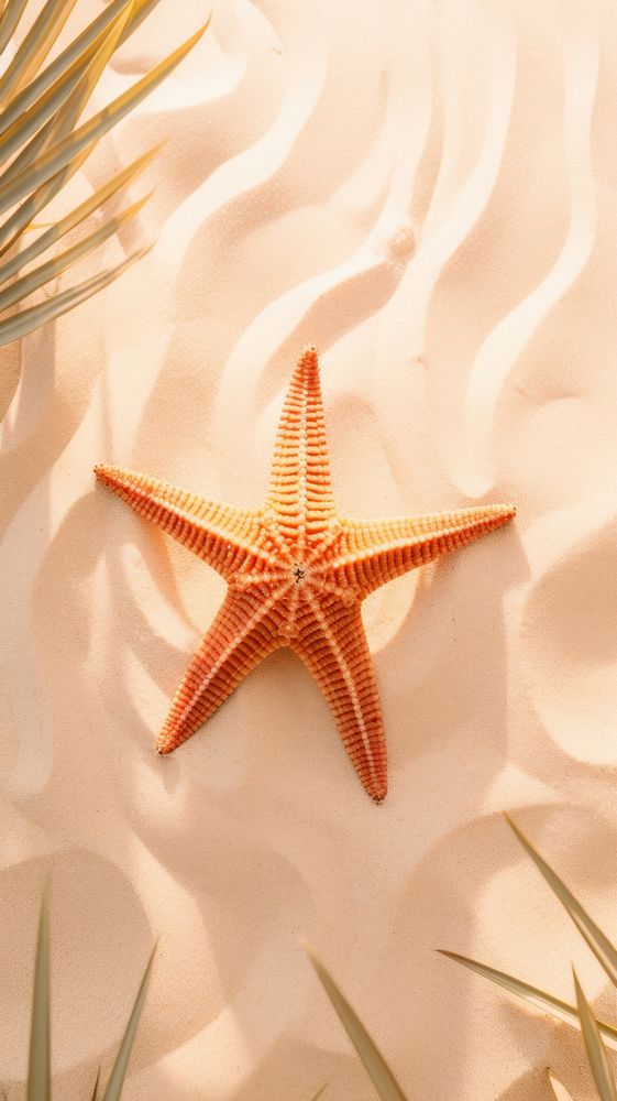 Starfish sand invertebrate echinoderm.