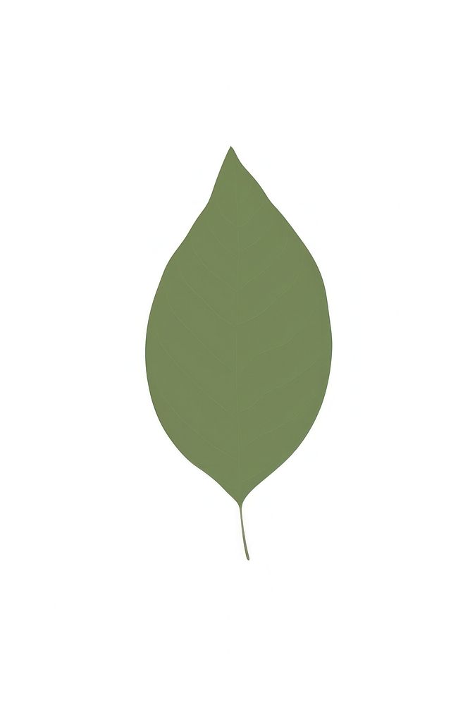 A tree leaf plant white background racket.