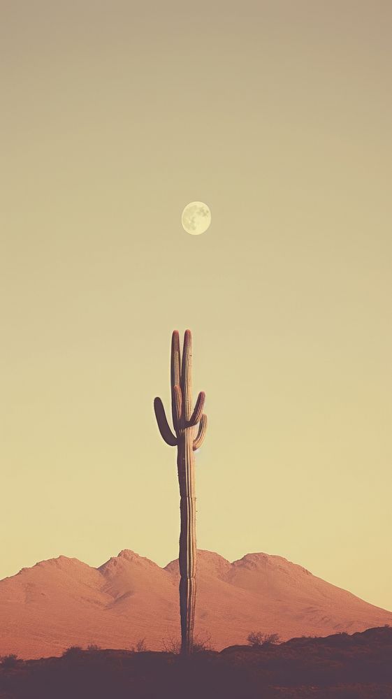 Desert cactus moon landscape mountain.