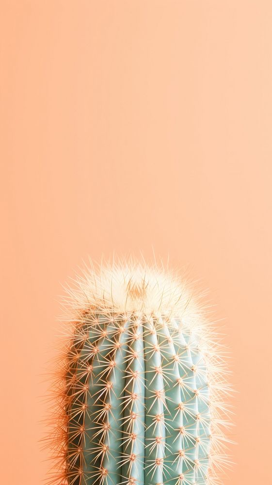 Desert cactus backgrounds plant outdoors.