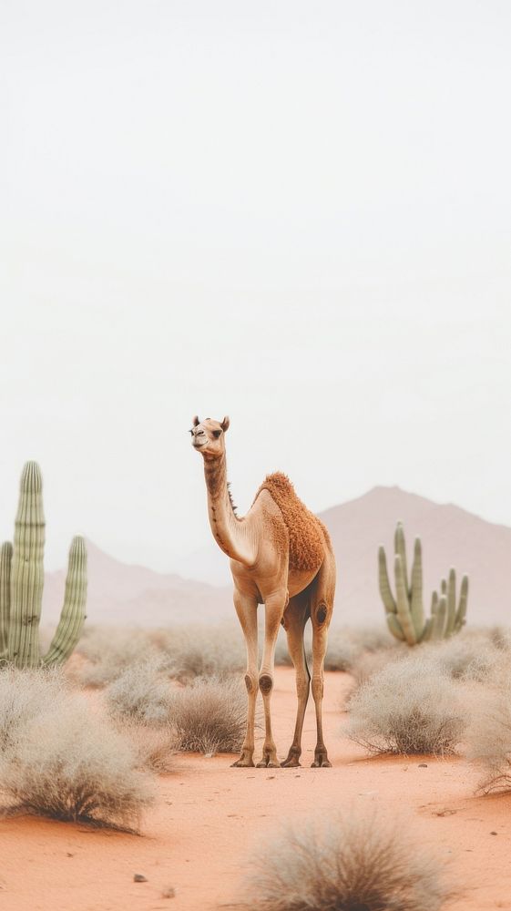 Desert cactus camel standing animal.