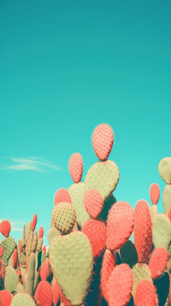 Desert cacti backgrounds cactus plant.