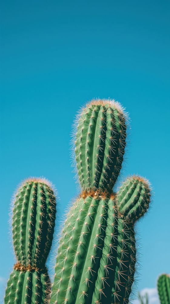 Desert cacti cactus plant sky.