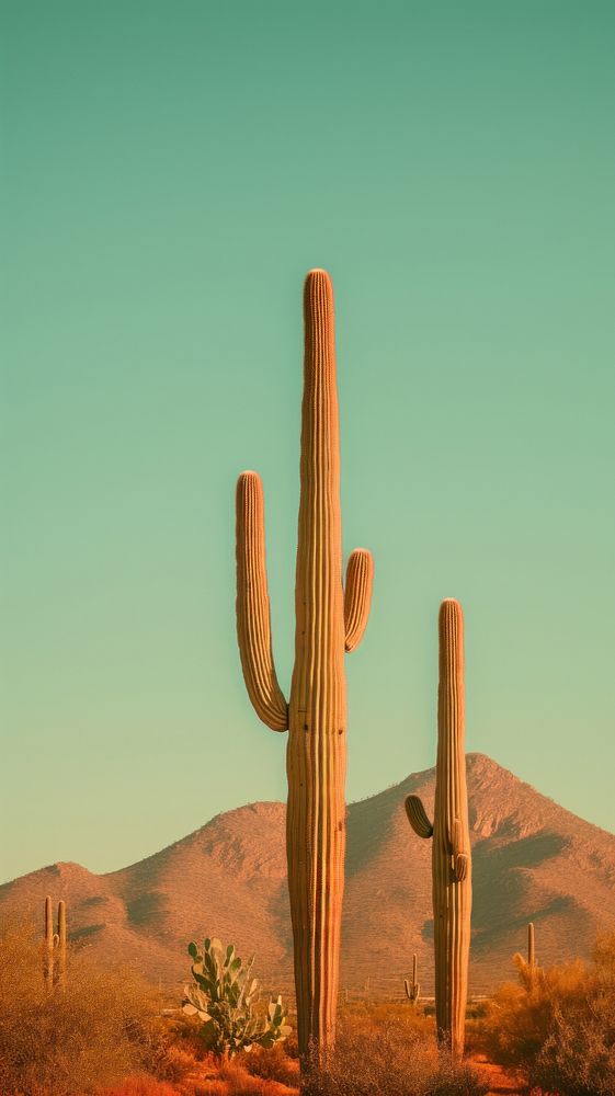 Desert cacti cactus plant sky.