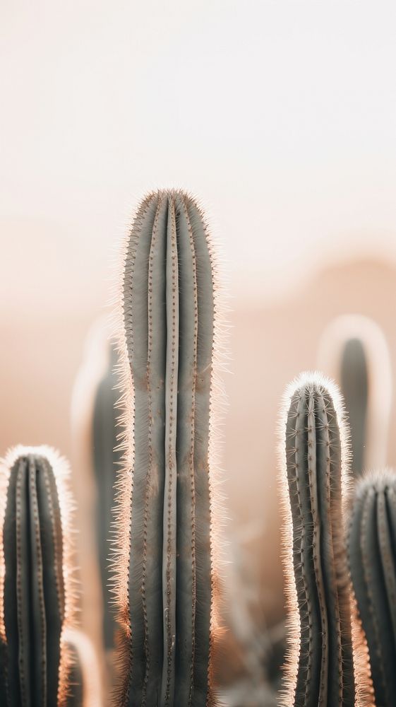 Desert cacti bushes cactus plant tranquility.