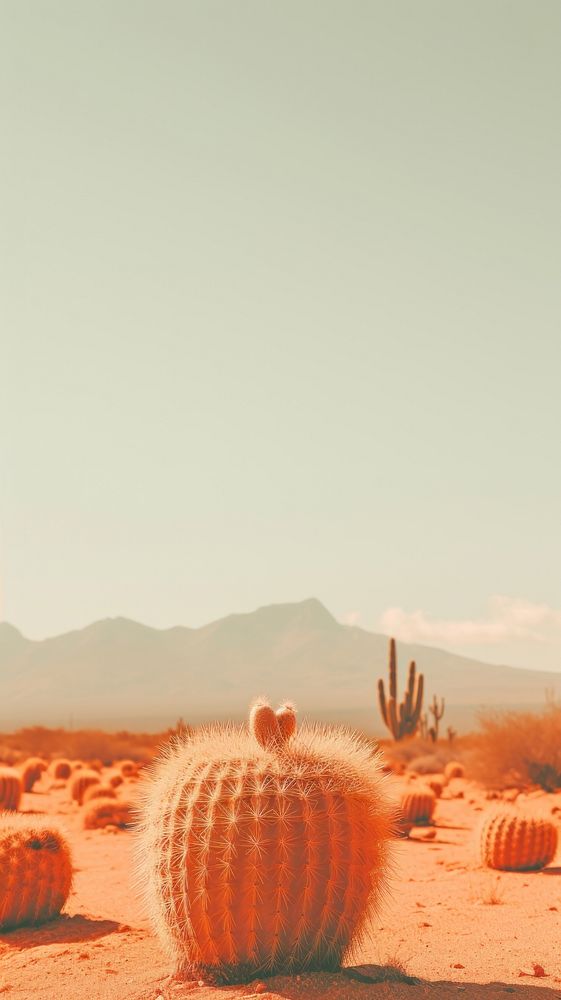 Desert cacti bushes outdoors nature ground.