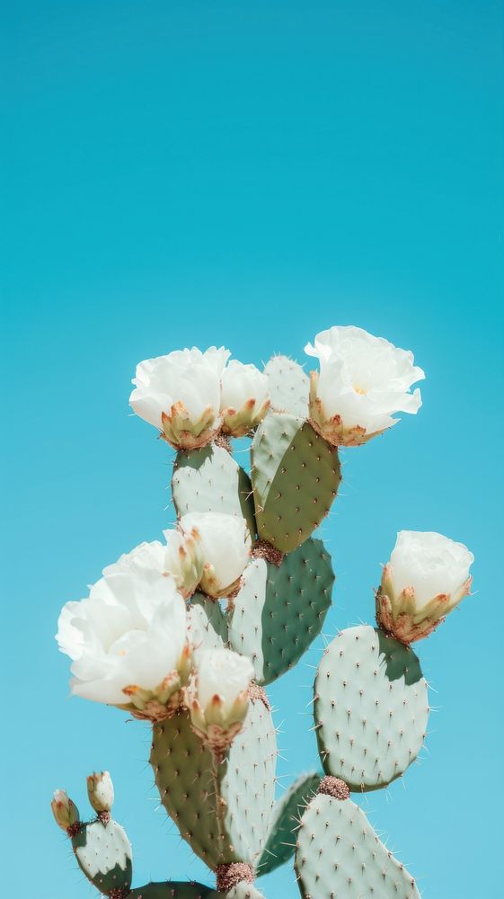 Desert cacti flowers cactus plant cloud.