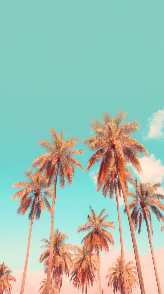 Palm trees sky backgrounds sunlight.
