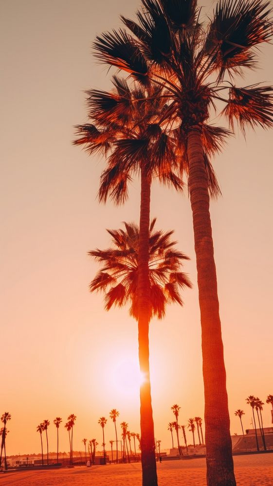 Palm trees sky sun sunlight.