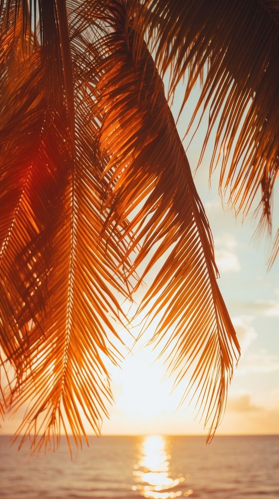 Palm trees sunlight sky sea.