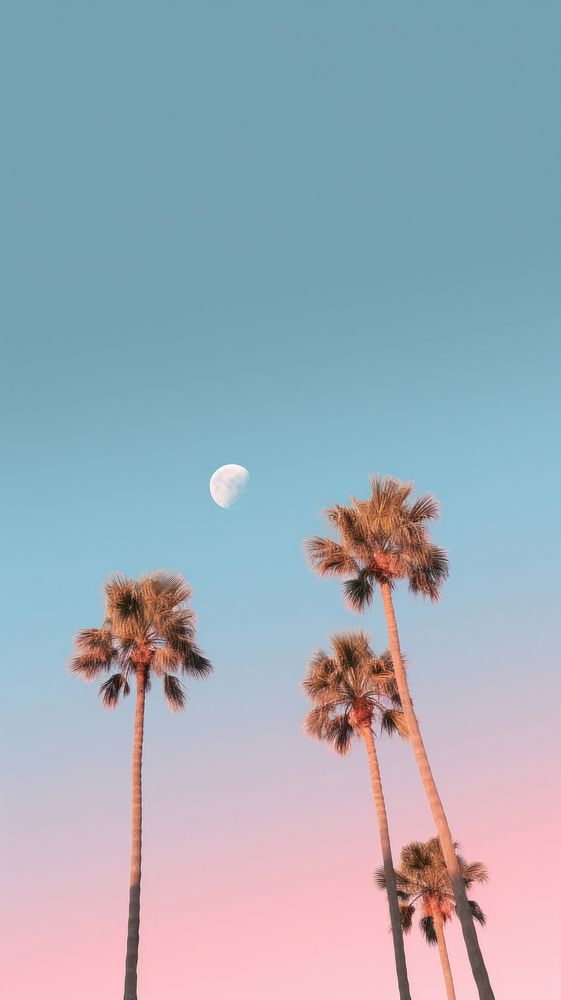 Palm trees moon sky astronomy.