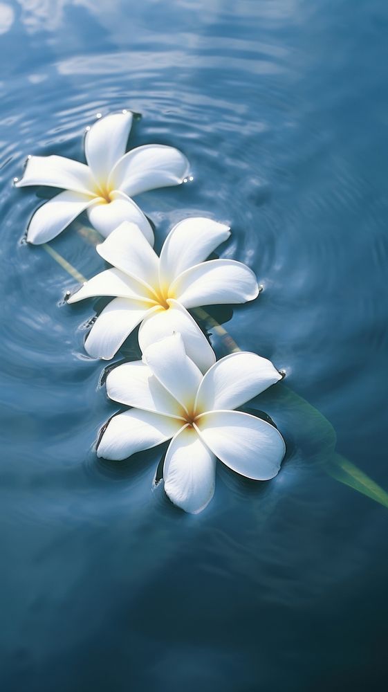 Plumeria flowers outdoors floating nature.