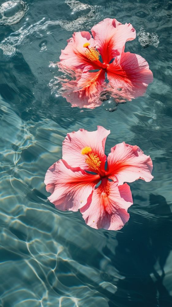 Tropical hibiscus flowers floating outdoors nature.