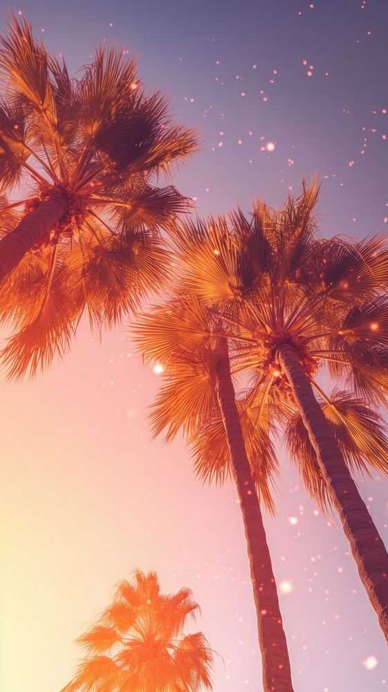 Palm trees sky sun backgrounds.