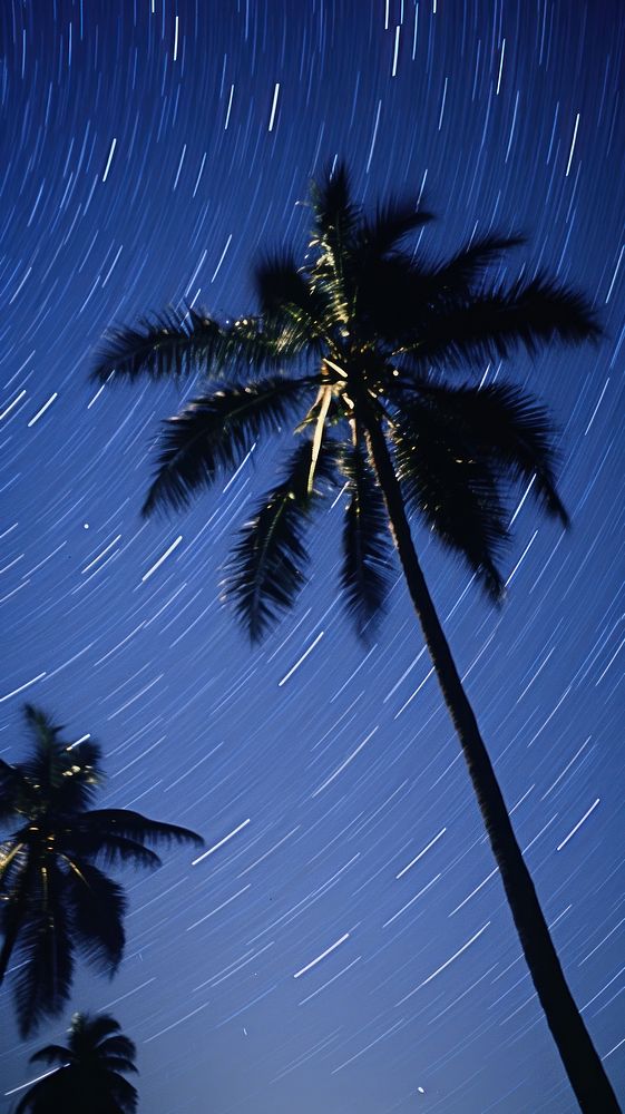Palm trees night outdoors nature.