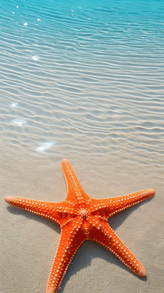 Starfish outdoors nature beach.