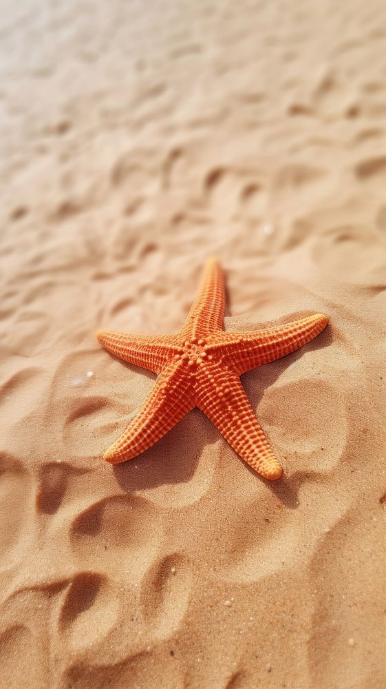 Starfish outdoors beach sand.