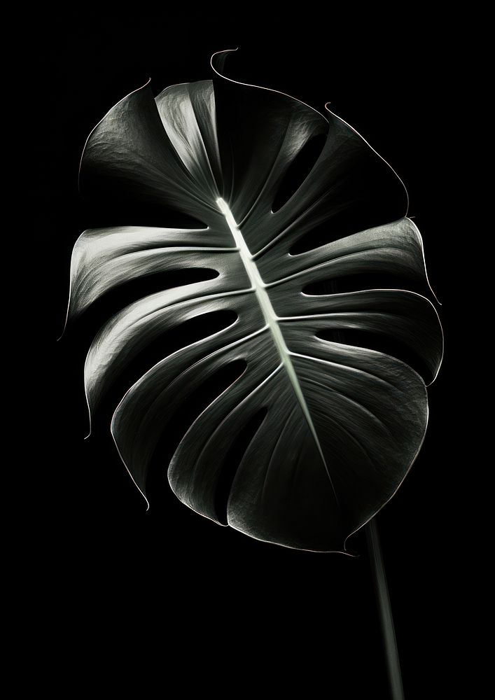 A monstera leaf plant black white.