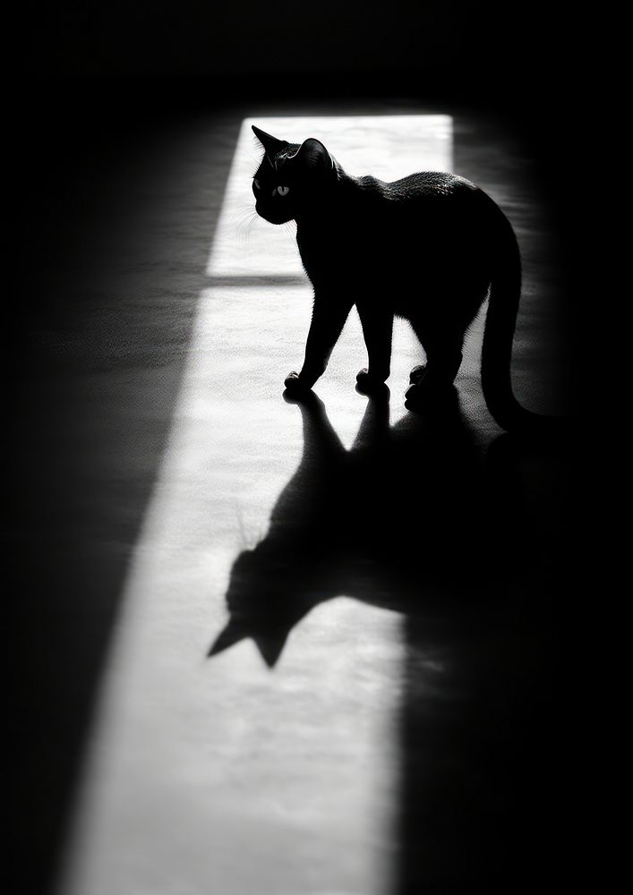 A cat looking at its shadow silhouette mammal animal.