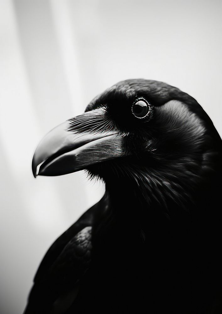 crow close-up animal black bird. | Premium Photo - rawpixel