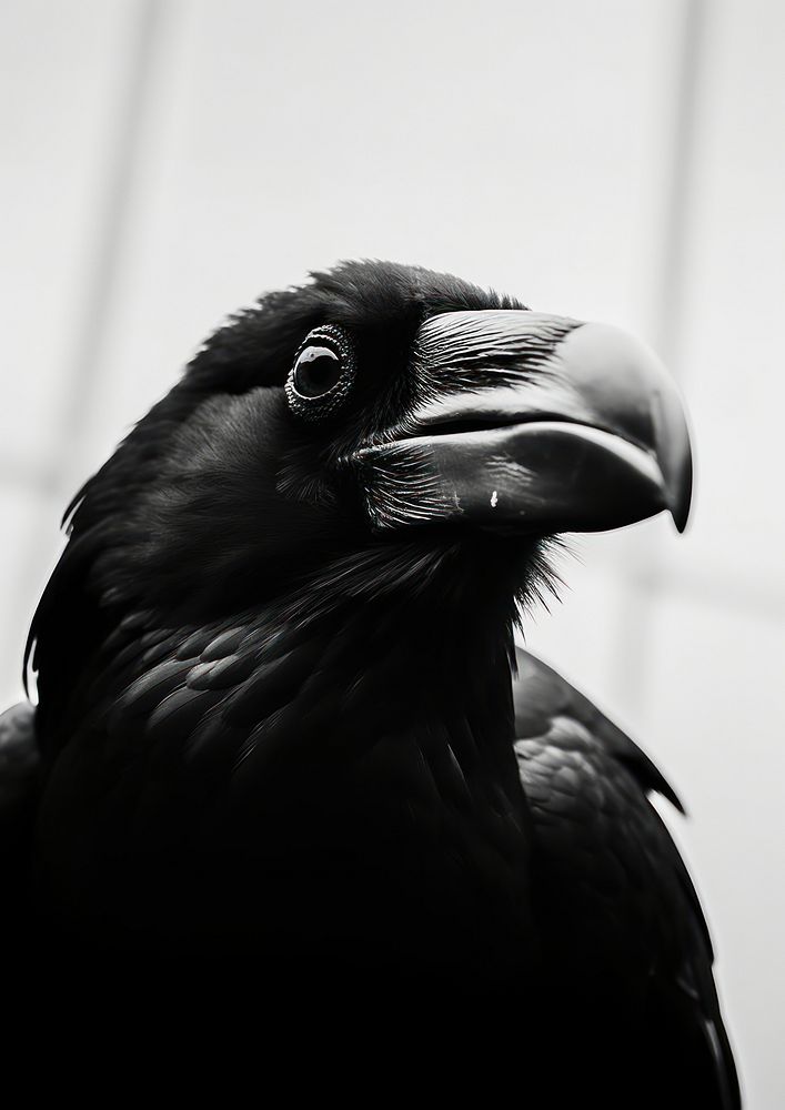A crow close-up animal black beak.