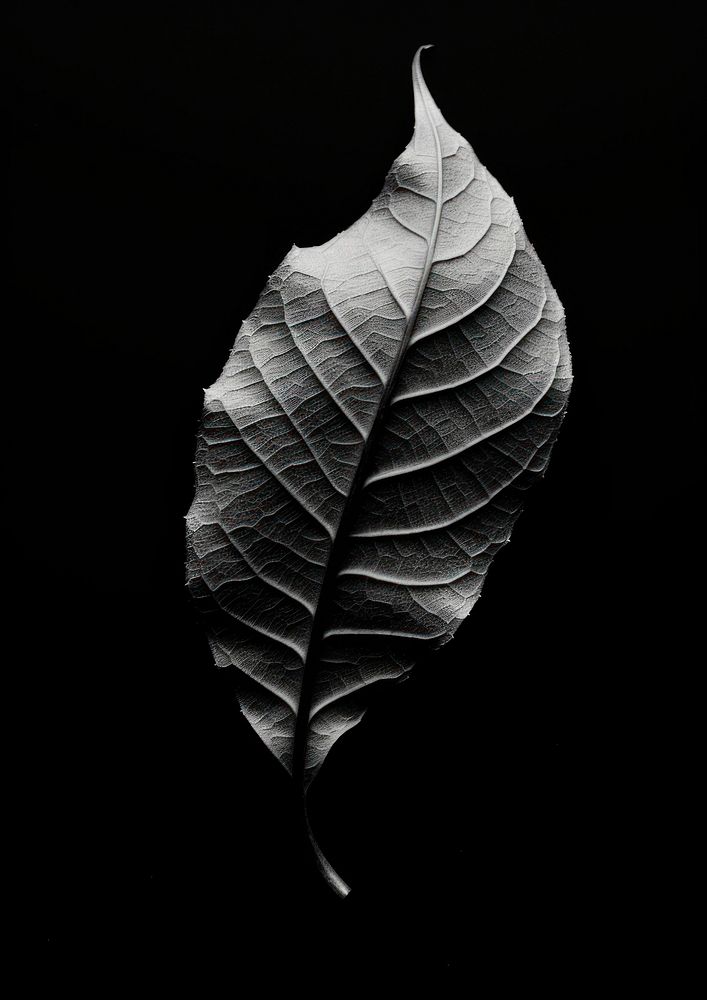 A dry leaf plant black white.