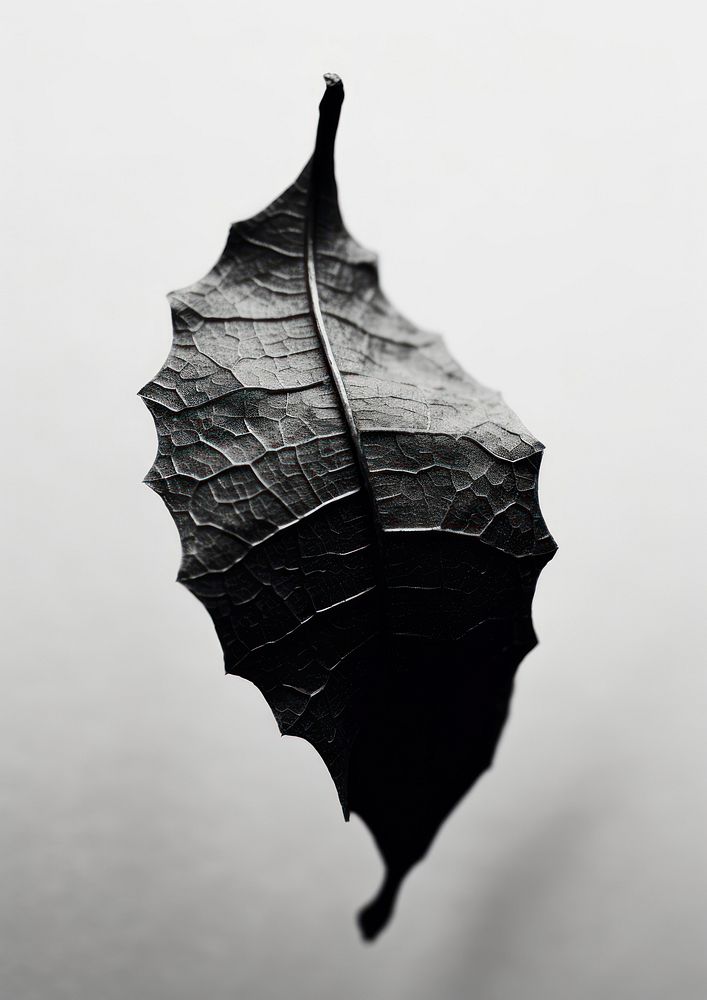 A dry leaf plant black tree.
