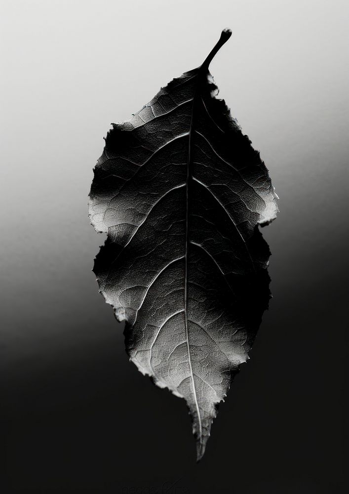 A dry leaf black plant white.